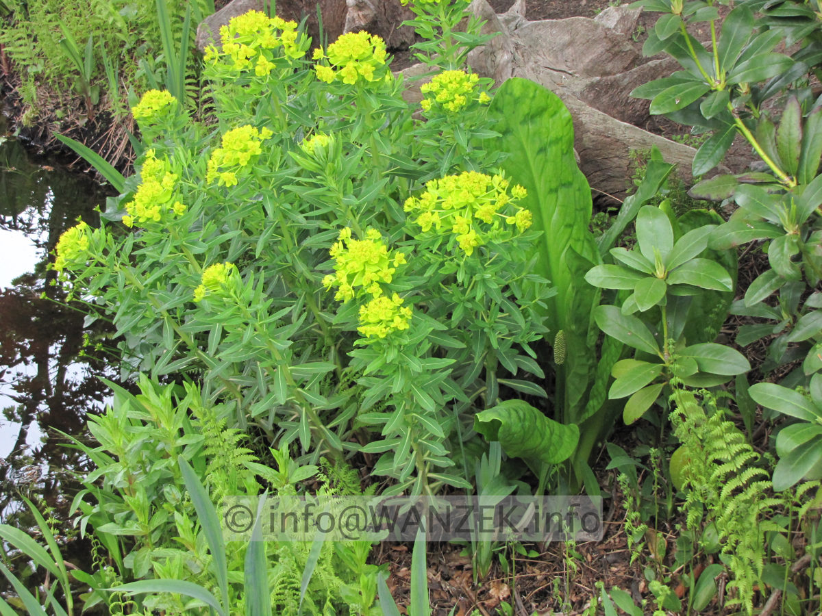 Euphorbia palustris.JPG